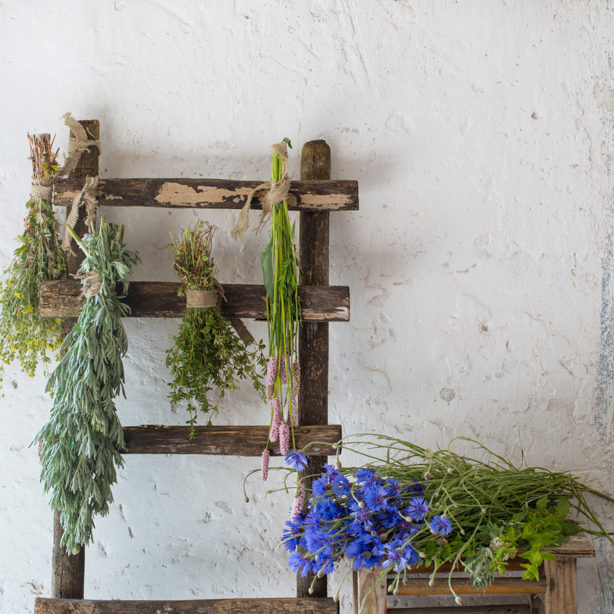 Botanical ingredients